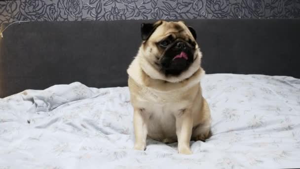 Cão pug bonito sentar na cama, cansado e preguiçoso — Vídeo de Stock