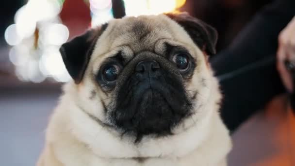 Porträtt av rolig mops hund på nyårsfest på staden julgran — Stockvideo