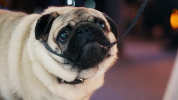Lustig pug hund tuggar ett koppel på kvällen gatan — Stockvideo