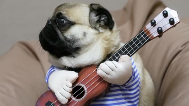 Zaskoczony zabawny wokalista mops z gitarą, gitarzysta pies na miękkiej torbie na krzesło — Wideo stockowe