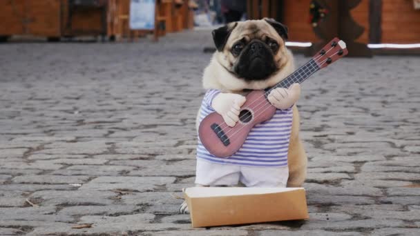 Симпатичная смешная собака-мопс зарабатывает музыкой в костюме с гитарой на городской улице, прохожий бросает деньги в коробку — стоковое видео
