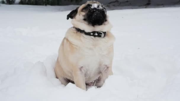 Snow falling at a dogs wrinkled funny muzzle, pug dog looks surprised — Stock Video