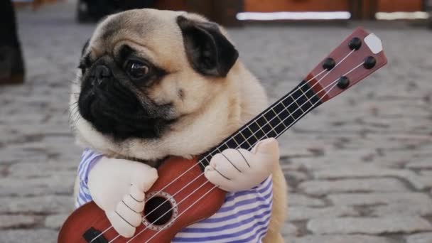 Cute funny pug earning with playing music on guitar on the city street, close-up portrait in slow motion — 비디오