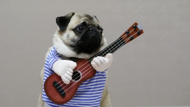 Funny pug looks at the camera with a guitar in a festive costume, dog guitarist — 비디오