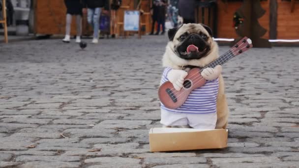 Симпатичный мопсовый пес зарабатывает играя музыку в костюме с гитарой на городской улице — стоковое видео