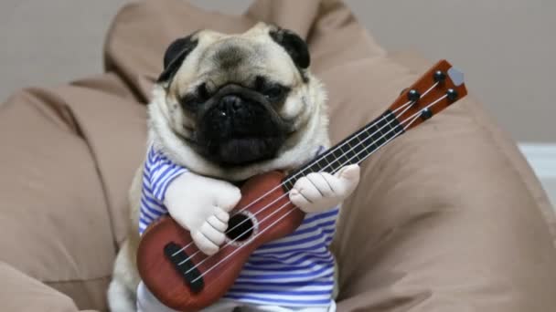Allegro divertente cantante cane carlino con una chitarra, sbadiglia e canta una canzone, cane chitarrista musicista — Video Stock