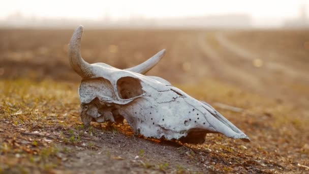 Egy bika koponyája a mezőn naplementekor a homokviharban. — Stock videók