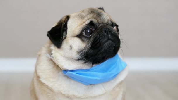 Pug hond met een beschermend masker op quarantaine — Stockvideo