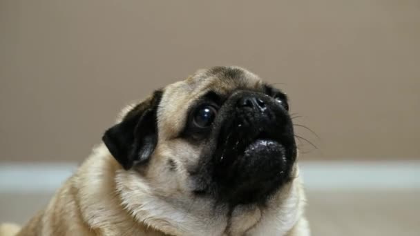 Hungry pug dog with smeared face, barks, begs for food — Stock Video