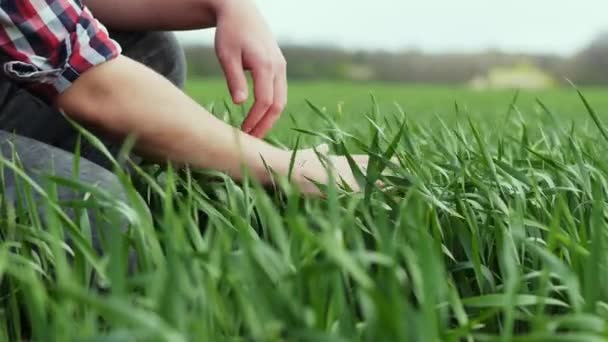 Mãos de um jovem agricultor tocando uma jovem planta verde de trigo, agronomista verifica folhas — Vídeo de Stock