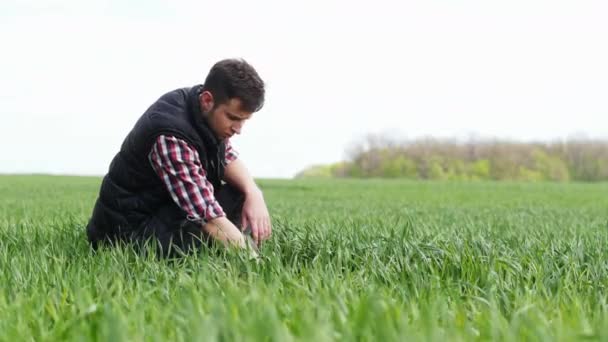 Un jeune agriculteur vérifie et explore une jeune plante verte de blé — Video