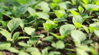 Çiyin yakın çekim makrosu veya bitkilerin yapraklarına yağmur damlaları