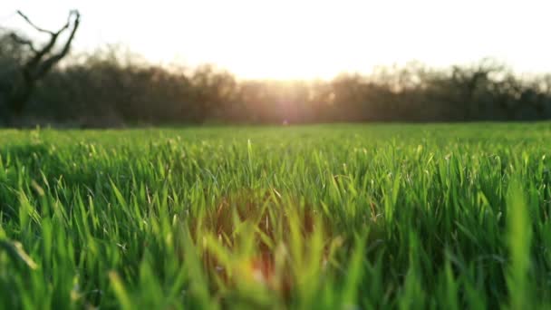 Крупним планом зелене поле на заході сонця, промені сонця проходять через траву, сільське господарство — стокове відео