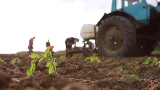 Молода рослина в полі, на задньому плані сім'я фермерів висаджує розсаду — стокове відео