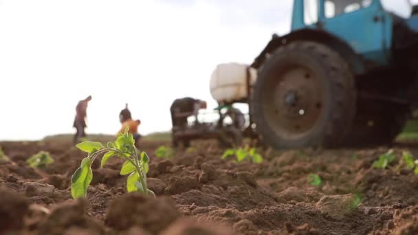 Planta joven en el campo, en el fondo una familia de agricultores plantas plántulas — Vídeo de stock