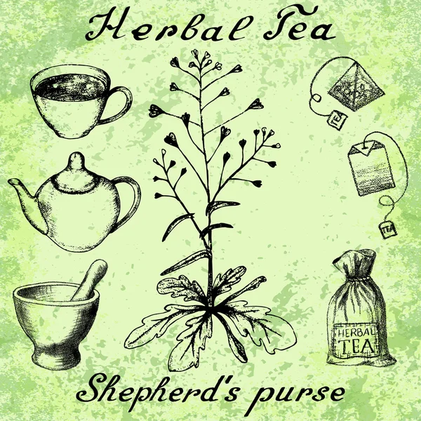 Shepherd'ın pursev elle çizilmiş kroki botanik illüstrasyon — Stok Vektör