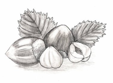 Ceviz - fındık. Elle çizilmiş kalem.