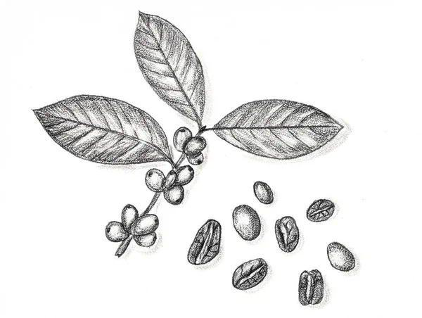 Кавова гілка та кавові зерна. Ручний малюнок олівцем — стокове фото