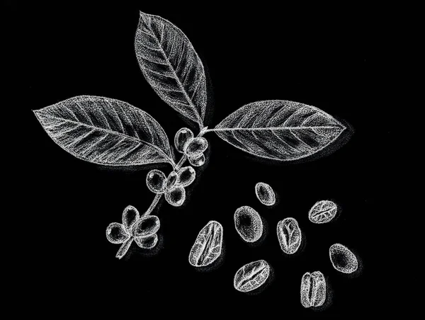ブランチ コーヒーとコーヒー豆 手が描く鉛筆画 ストック写真 C Julia Faranchuk