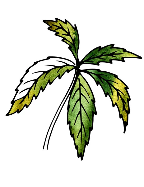 Növény zöld levelek. Kézi rajz- és számítógépes feldolgozás — Stock Fotó
