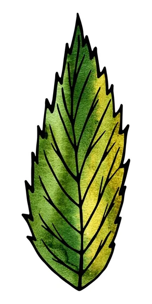Foglie di pianta verde. Disegno a mano ed elaborazione informatica — Foto Stock