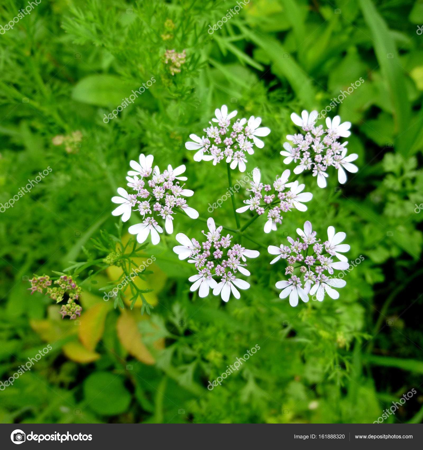 Cilantro blossom. White flower on coriander plant Stock Photo by ©Julia
