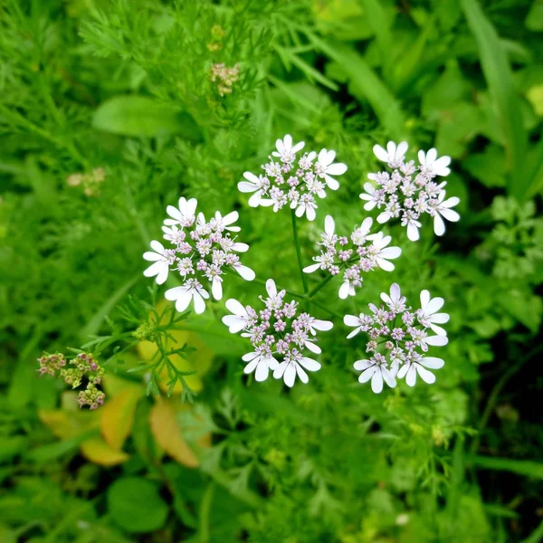 Koriander blüht. weiße Blume auf Korianderpflanze — Stockfoto