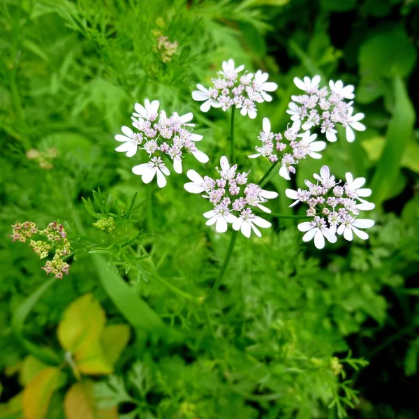 Άνθος cilantro. Λευκό λουλούδι στο φυτό κόλιανδρο — Φωτογραφία Αρχείου