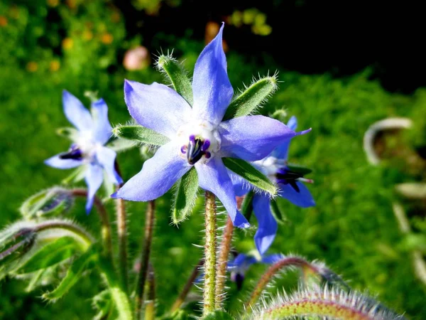 Borage, Borago officinalis , starflower, family Boraginaceae. Borretsch — Stock Photo, Image