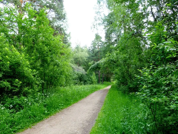 Route dans la forêt, dans le parc, dans l'arboretum — Photo