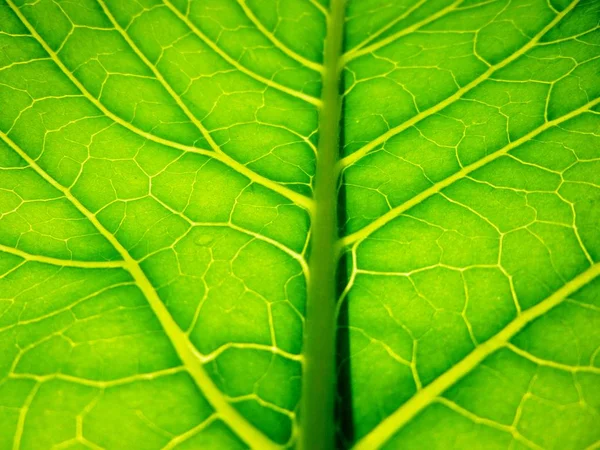 Tło w formie zbliżenie zielony liść. Słońce świeci przez arkusz — Zdjęcie stockowe