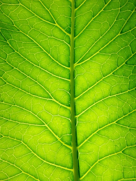 Bakgrund i form av gröna blad närbild. Solen lyser igenom bladet — Stockfoto