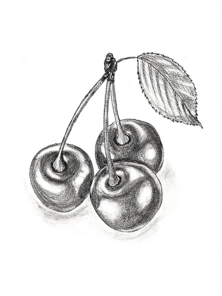 Bagas de cereja. Três bagas em um ramo com uma folha. Desenho à mão com um lápis. Em um fundo branco — Fotografia de Stock