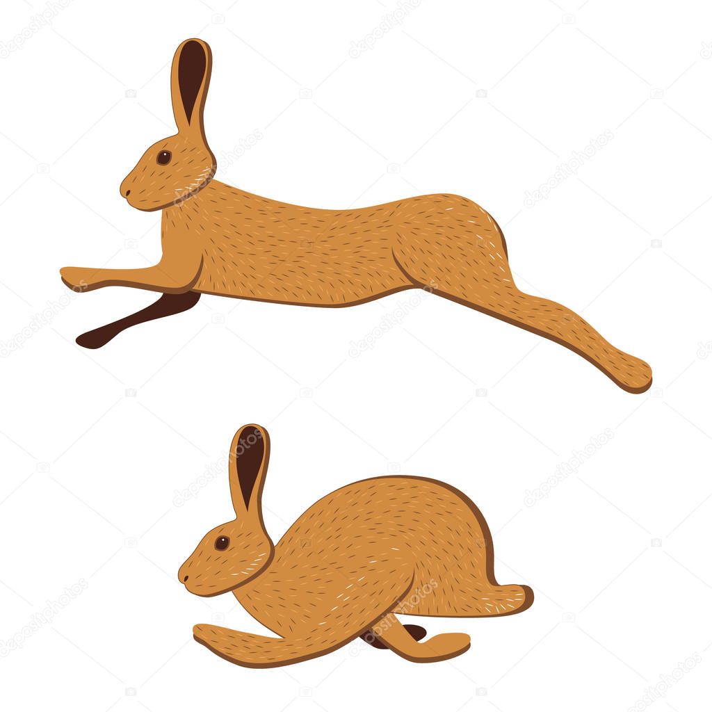 Hare runs. Vector illustration on white background