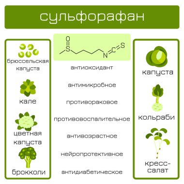 Infographics. Sulforaphane organik bileşik