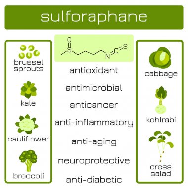 Infographics. Sulforaphane organik bileşik