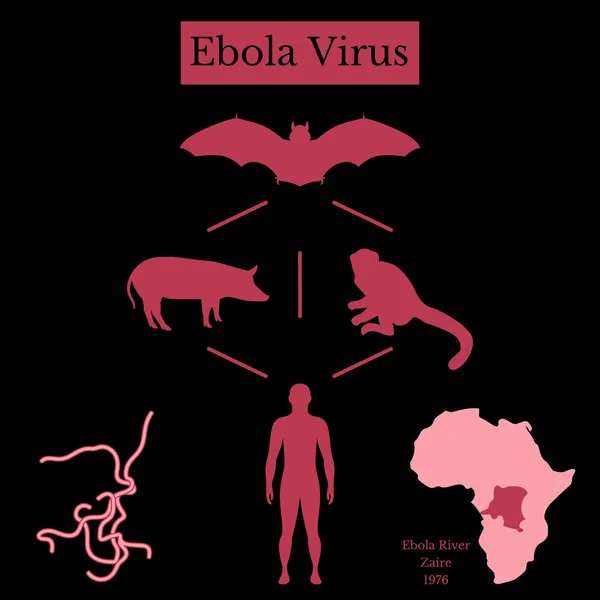 Vírus Ebola Infográficos Fonte Doença Raposa Voadora Morcego Pteropus Lylei —  Vetores de Stock