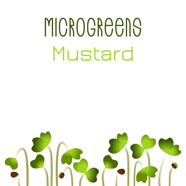 Mostaza Microgreens. Diseño de empaque de semillas. Las semillas que brotan de la planta — Vector de stock