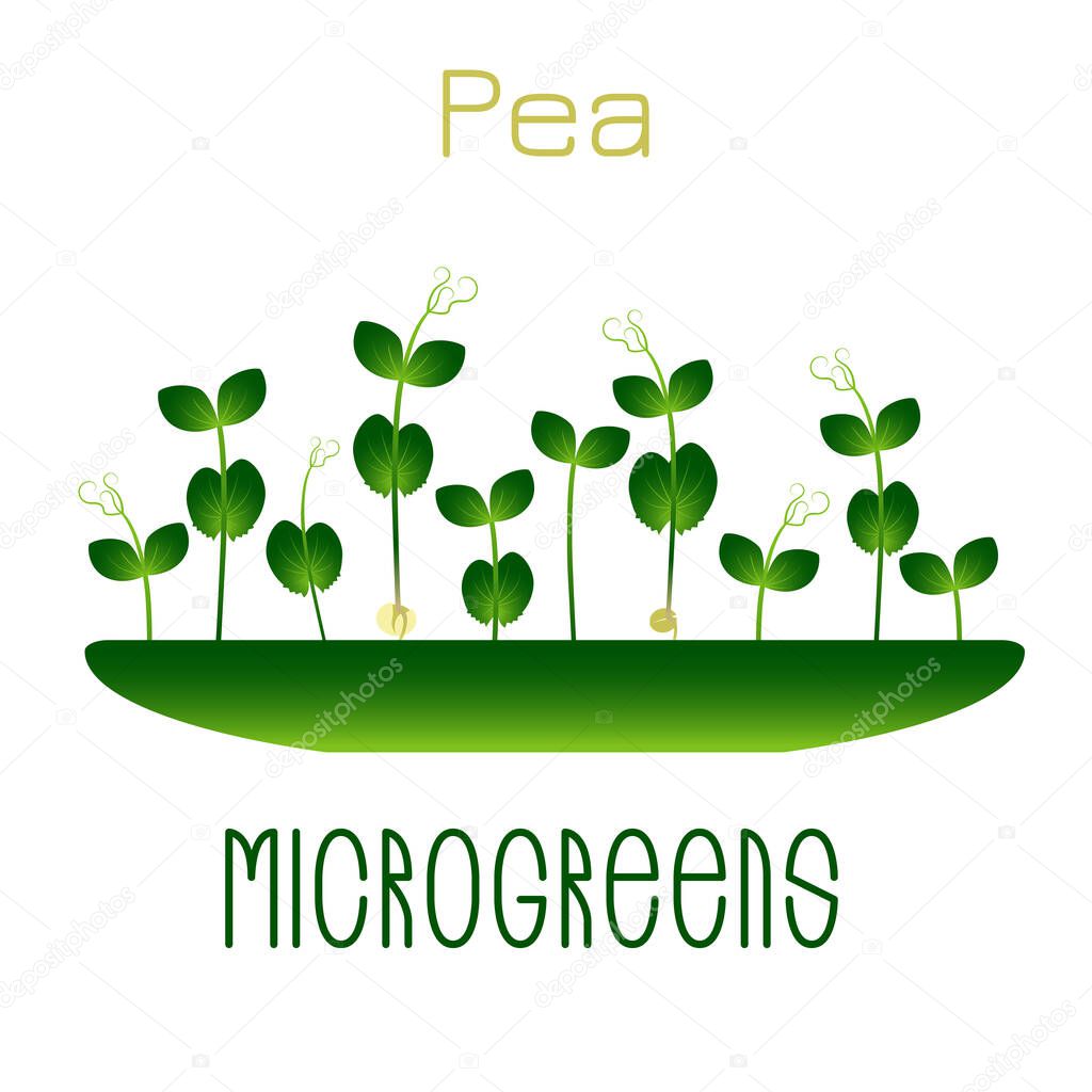 Microgreens Pea. Sprouts in a bowl. Sprouting seeds of a plant. Vitamin supplement, vegan food.