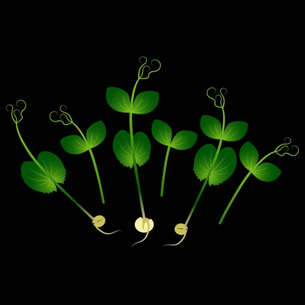 Mikrogröna ärtor. Ett gäng växter. Svart bakgrund — Stock vektor