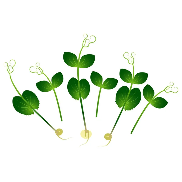 Microgreens Pea. Un tas de plantes. Fond blanc — Image vectorielle