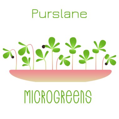 Mikroyeşil Purslane. Kasedeki filizler. Bir bitkinin tohumu. Vitamin takviyesi, vejetaryen yemekleri..