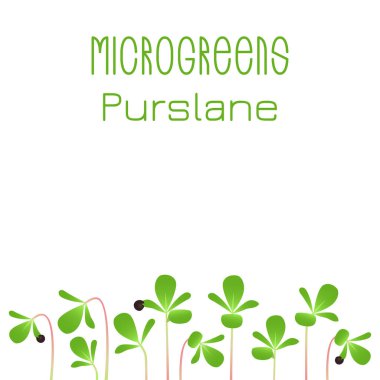 Mikroyeşil Purslane. Tohum paketleme tasarımı. Bir bitkinin tohumu