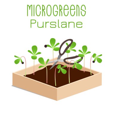Mikroyeşil Purslane. Kasedeki filizler. Bir bitkinin tohumu. Vitamin takviyesi, vejetaryen yemekleri..