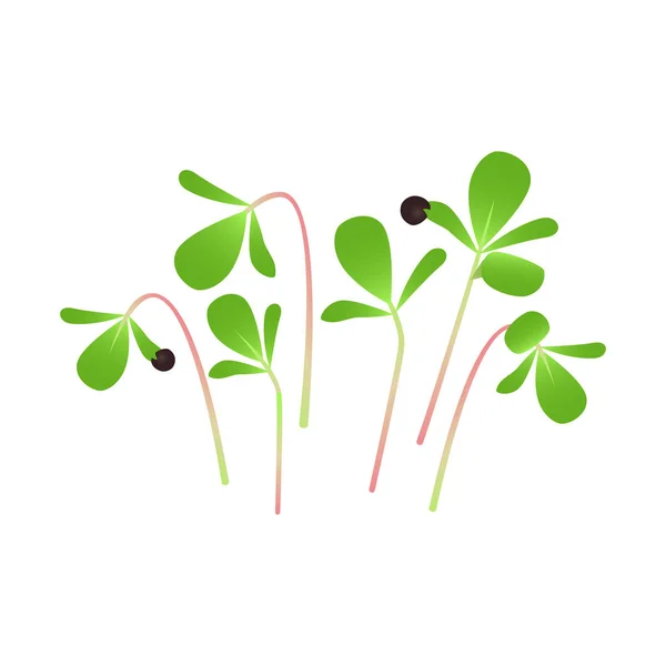 Microgreens Purslane. Stelletje planten. Witte achtergrond — Stockvector