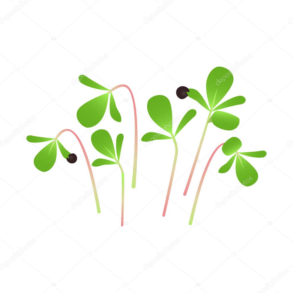 Microgreens Purslane. Bunch of plants. White background