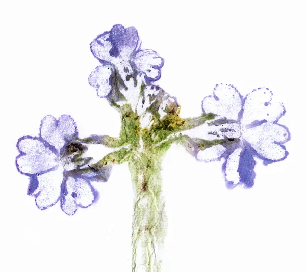Φυτό borago εκτυπώσεις σε υφάσματα. Κοπρίντ. Χρωματισμός υφάσματος με το χυμό φυτών. — Φωτογραφία Αρχείου