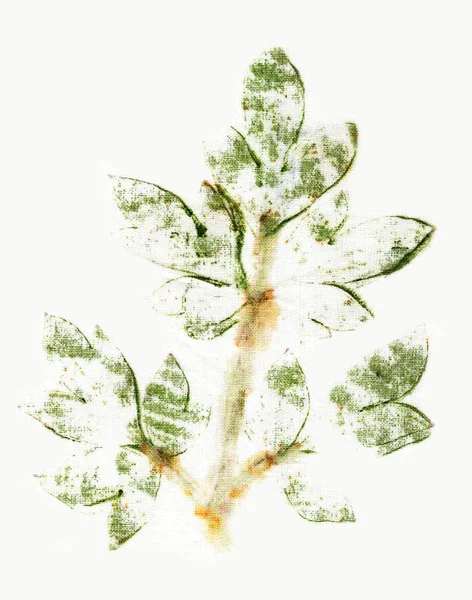 ファブリック上の植物のプリント。エコプリント植物のジュースで生地の着色。. — ストック写真