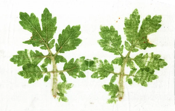 植物印在织物上。 刻印。 用植物的汁液给织物着色. — 图库照片