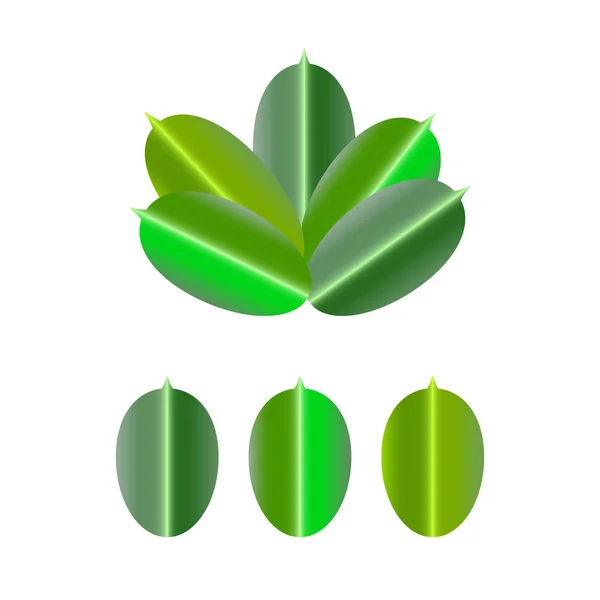 Feuille de plantes tropicales. Articles isolés. Ficus . — Image vectorielle